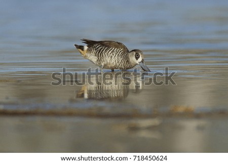 A Pink-eared Duck, Malacorhynchus membranaceus, sifting the water for food  in Western Queensland wetland with copy space.