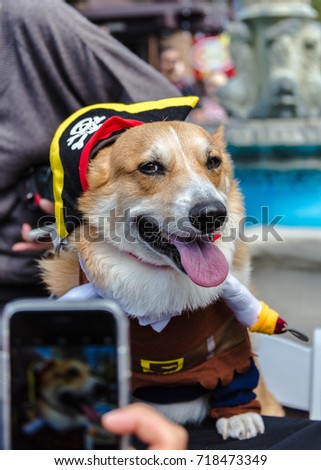 Pirate dog modeling