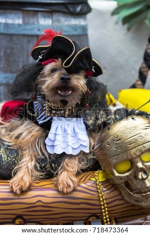 Pirate dog on her ship