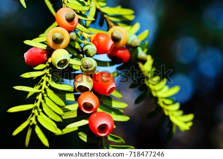 Yew tree with colorful fruits; note shallow depth of field
