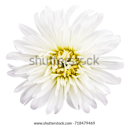 Daisy chrysanthemum chamomile isolated on white background with clipping path