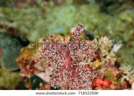 underwater soft red coral