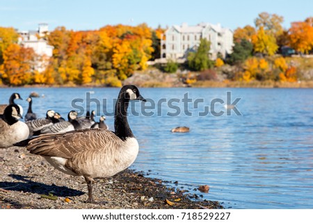 Nice photo of a Barnacle goose, Branta leucopsis, on a lake. Picture of a flock of geese birds that are common in Finland Suomi. Autumn background with yellow and red trees. Ruska aika. Töölönlahti