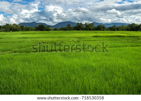 Beautiful Rice fields of green with mountain and fluffy clouds sky background