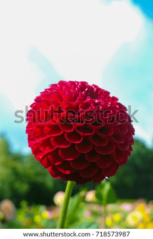 Red dahlia flower on the plant, Beautiful bouquet or decoration from the garden