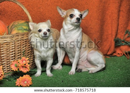 two chihuahuas on an orange background with a wicker basket and pumpkins