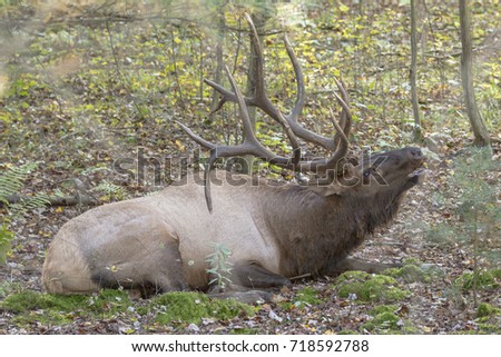 Bedded bugling bull elk - photograph taken in Elk County, Elk State Forest, Benezette, Pennsylvania.