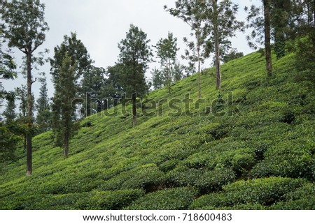 Chikmagalur is a hill station in Karnataka, a mountain range in the Western Ghats. Trails through forests and grasslands, tea and coffee estates lead up to Mullayanagiri Peak. Royalty-Free Stock Photo #718600483
