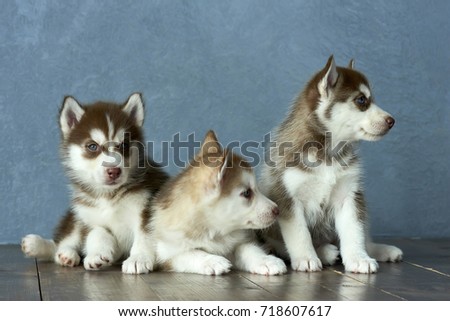 Three blue-eyed copper and light red husky puppies on wooden floor and gray-blue background