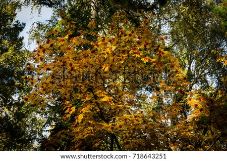 autumn foliage on a yellow orange tree on a sunny day a lot of falling leaves