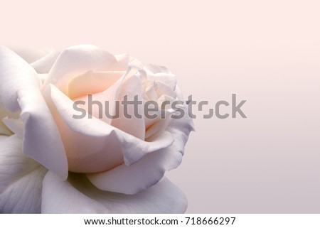 Delicate cream background with a rose. Perfect for weddings, invitations