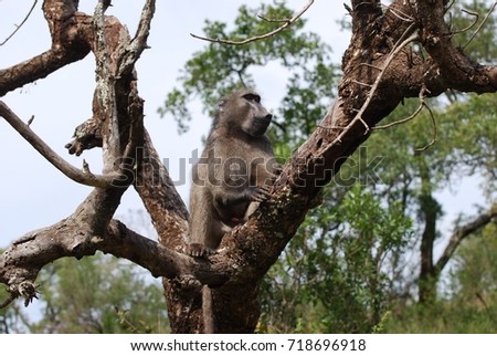 Baboon sitting in a tree