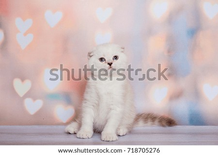 
scottish small kitten