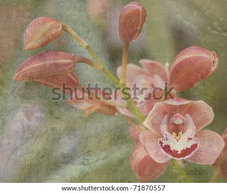 A Beautiful, Textured Card of Pink Orchid Flowers, with Room for Text