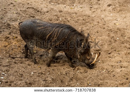 Common warthog on a close up horizontal picture. A common african pig species with large teeth observed often in safari.