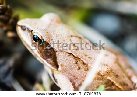 Small frog sitting in grass near a pond. Closeup shot of frog head and eye from upper left.