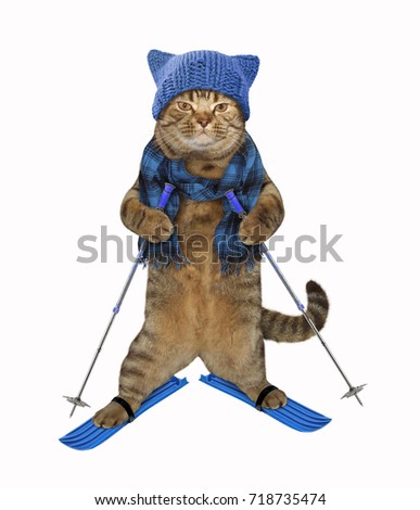 The cat in a knitted hat and a scarf is skiing. White background.