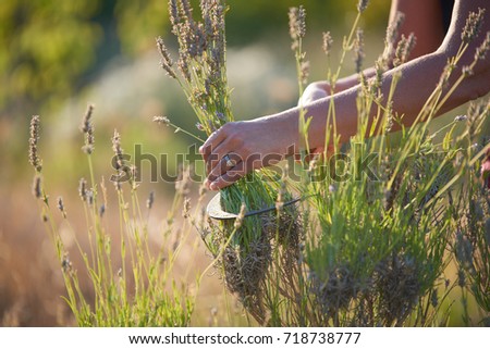 Lavender Harvest 
Hand harvesting blooming flowers of Lavender