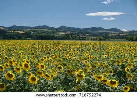 Field of sunflowers along the via Emilia near Gallo, between Osteria Grande and Castel San Pietro. Rural landscape at summer