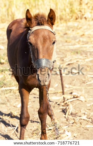Portrait of a brown foal, was covered with flies, rural landscape. Muzzle of a foal. Brown foal. Small horse.