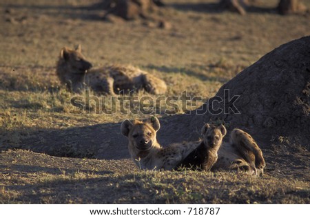 Female spotted hyena (Crocuta crocuta) - feeding young - Maasai Mara, Kenya