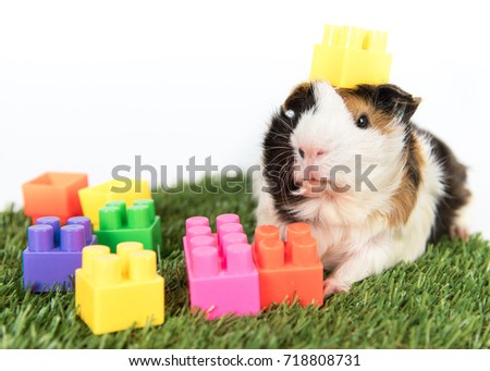Lovely Guinea pig with toys on the grass
