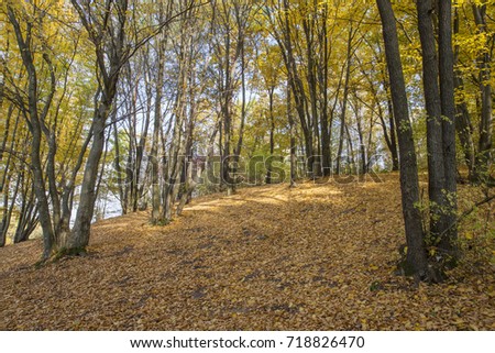 tumn park with fallen leaves