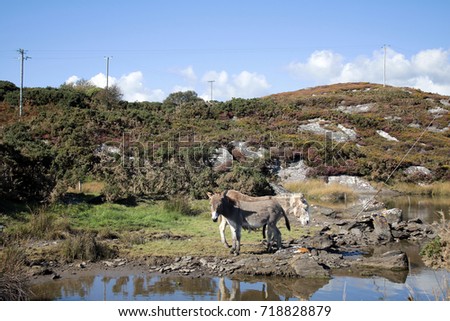 Donkeys, West Cork Ireland