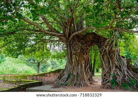 Gate of time. Arch of bodhi Tree. Unseen Thailand at Wat Phra Ngam, Phra Nakhon Si Ayutthaya, Thailand.