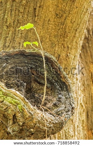 New green leaves born on old tree, brown textured background , nature stock photo