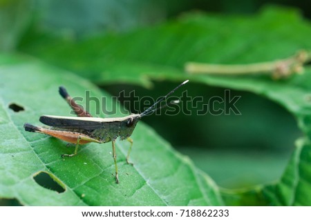 Grasshopper leaves
