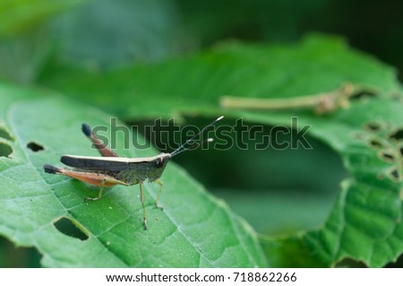 Grasshopper leaves