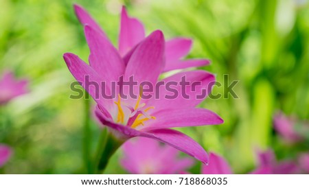 beautiful pink Zephyranthes Lily flower, Rain Lily , Fairy Lily