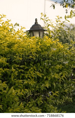 Old lamp in the forest