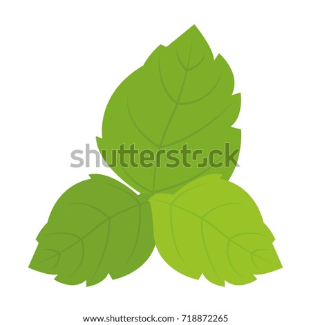 Isolated group of green leaves on a white background, vector illustration
