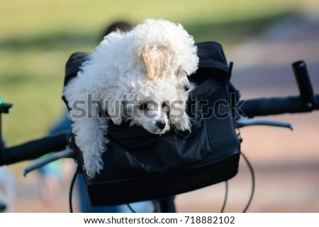 Beautiful little dogs walking on a bicycle
