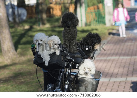 Beautiful little dogs walking on a bicycle