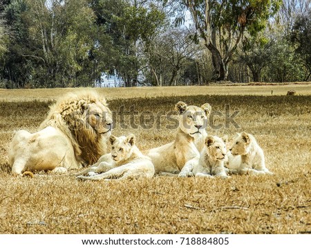 White lion family at Africa
