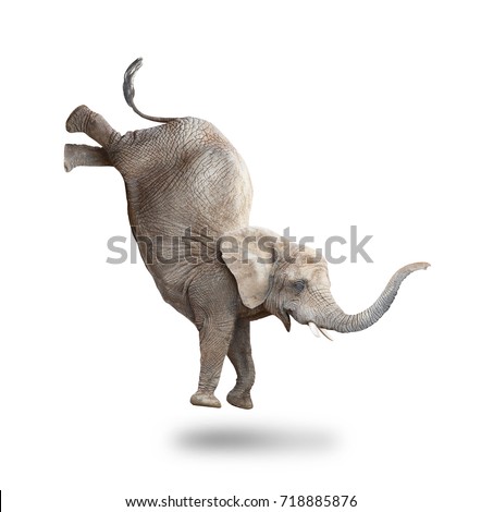 African elephant - Loxodonta africana female jumping. Animals isolated on white background. 