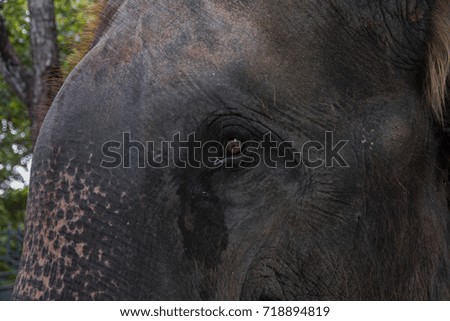 close up of a head elephant