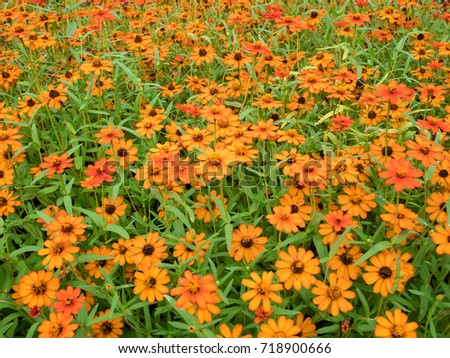 Beautiful orange Zinnia flowers garden,orchard 