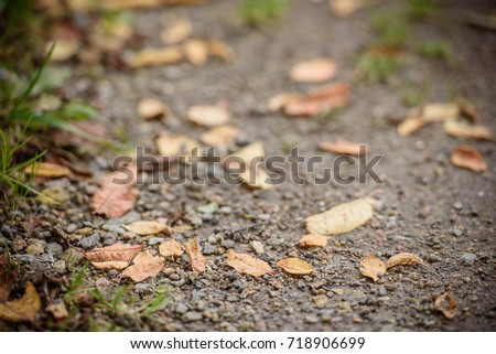 autumn leaves on the ground.