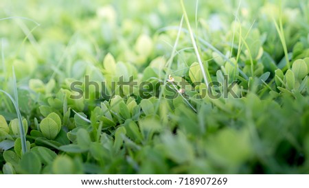 Small green field