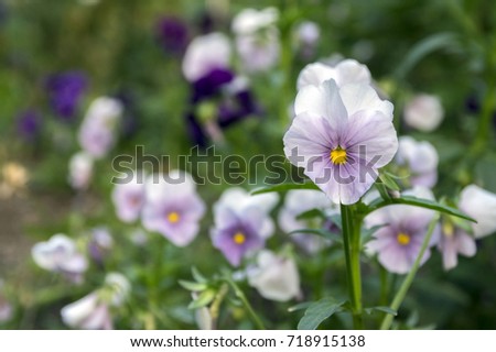 Viola wittrockiana garden pansy in bloom, light colors