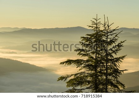 Silhouette of a Christmas tree and a bright sun at sunrise against the background of the Carpathian mountains in the summer. Ukraine