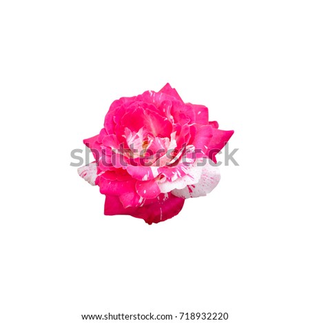 Pink and white two tone color rose flower isolated on white background with working path