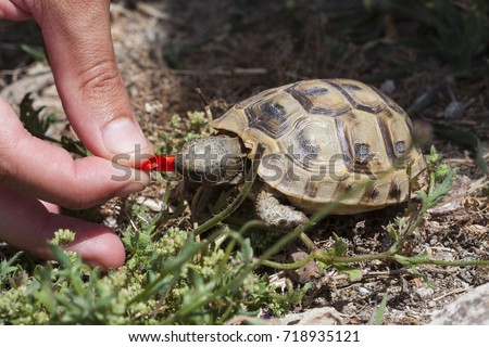 Cute baby turtle (Testudo graeca) eating poppy, Papaver flowers The spur-thighed tortoise (or Greek tortoise) is one of five species of Mediterranean tortoise (genus Testudo, family Testudinidae). 