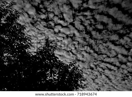 Dark Cloudy Sky with Silhouette Tree Foreground (Mysterious Concept) / Halloween Background / Space for Text 