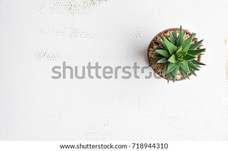 Pot cactus on white background Texture Royalty-Free Stock Photo #718944310
