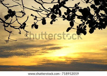 silhouette tree branch with sunset sky background.holiday,summer